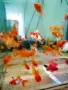 Продавам златни рибки, снимка 2
