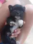 Чихуахуа. Chihuahua , снимка 5