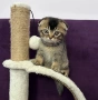 🐾 Шотландски клепоухи (Scottish Fold) и правоухи (Scottish Straight) котенца, снимка 6