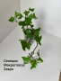 плектрантус, сенецио, снимка 4