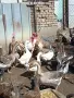 Гъски на 18 месеца, снимка 2