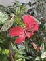 Китайска роза ( Hibiscus rosa-sinensis var. coop), снимка 4
