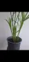 Водна палма, циперус, cyperus alternifolius Big form, снимка 6