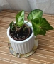 Мини растения - епипремнуми, дяволски бръшлян,монстера, сингониум, фикус бенджамин, снимка 8