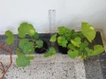 Мушкато различни цветове 2 €/бр, снимка 6