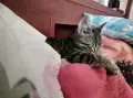 Търсим дом за Леа, снимка 8