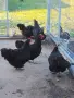 Кокошки за месо и яйца, снимка 2