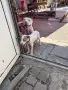 Кученце пидбол последна, снимка 2