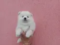 Момченце. Померанче, снимка 1