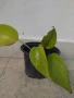Epipremnum aureum 'Neon' , снимка 2