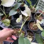 Добре вкоренена "Monstera White Monster", снимка 3