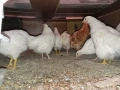 Пилета, кокошки, петли , снимка 9