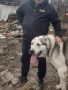 Кученца (алабай) на 40 дни, снимка 11