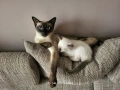 Сиамски малки котета , снимка 2