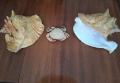 морски раковини, снимка 1