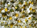 цвят Бъз, лозови листа , череши, бял равнец, снимка 8