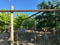 Къща с огромен двор и потенциал в с. Три кладенци, снимка 13