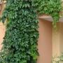 Дива лоза (Parthenocissus quinquefolia), снимка 1