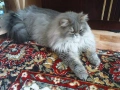Продавам персийски женски котета, снимка 17