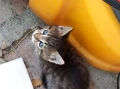 Котенца за осиновяване, снимка 1