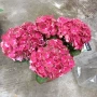 хортензия ред рубин , снимка 2