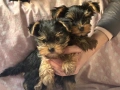 Йоркширски териерчета , снимка 2