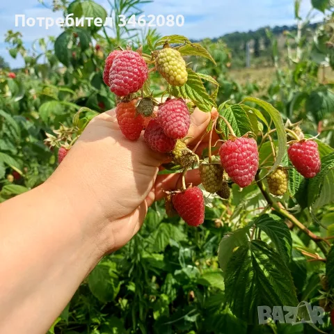 Продавам Розов домат, снимка 8 - Разсади - 55340415