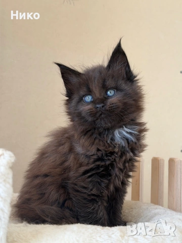 Мейн кун котенца / Мейн куун котенца / Maine coon kittens, снимка 15 - Мейн кун - 50068719