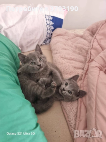  котенца британска късокосместа