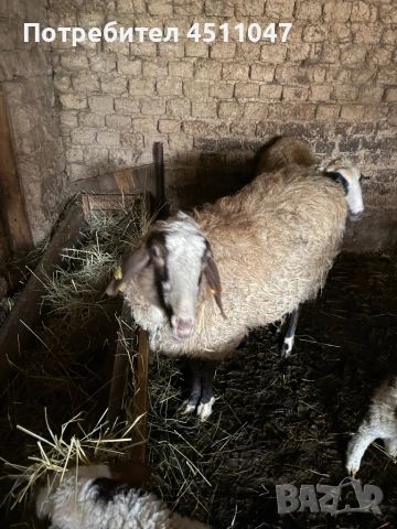 Продавам млади овце 
