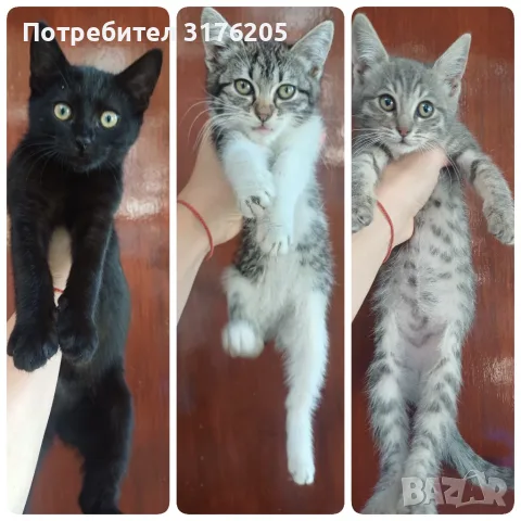 Женски котета търсят дом