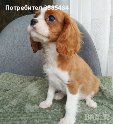 Кавалер Кинг Чарлз шпаньол, снимка 9 - Кавалер кинг чарлз шпаньол - 54469770
