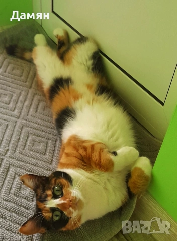 Трицветно коте, снимка 3 - Други - 54908445