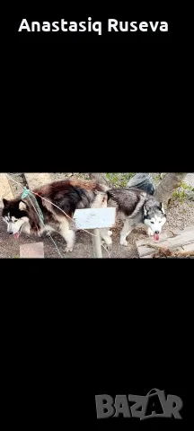 Две мъжки кученца хъски, снимка 12 - Други - 55619584