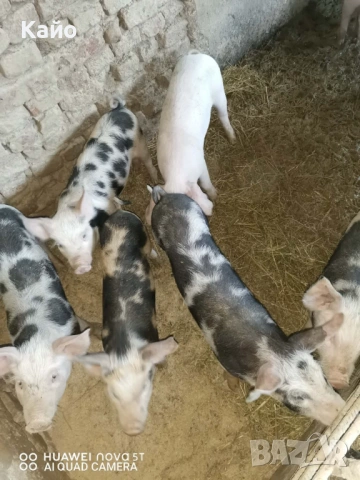 Продавам прасенца, снимка 2 - Прасета - 54659714