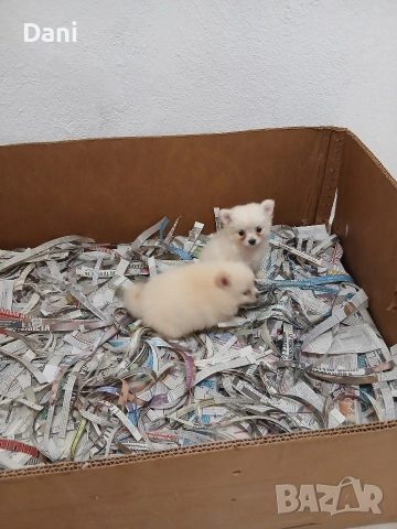 Mini Pomerani, снимка 2 - Померан - 55083566
