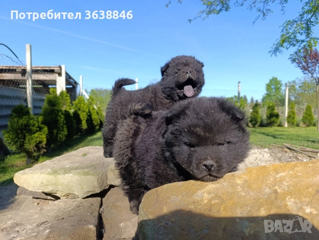 Чау чау, снимка 3 - Чау Чау - 54314164