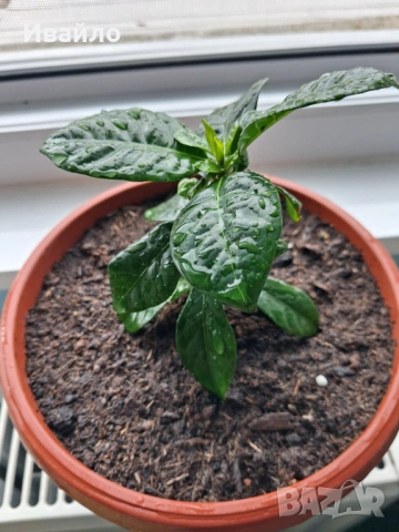 Gardenia Jasminoides