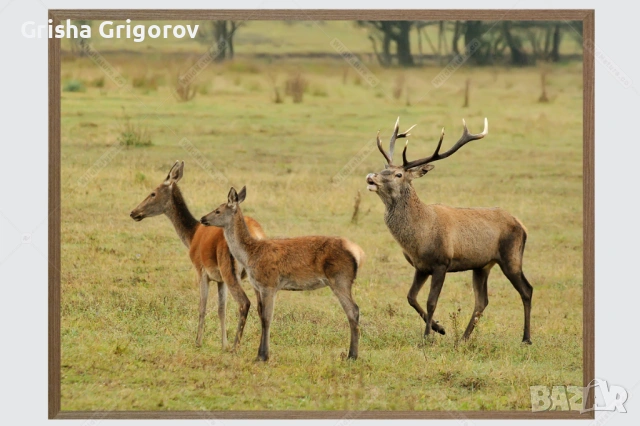 Фотокартина с благороден елен