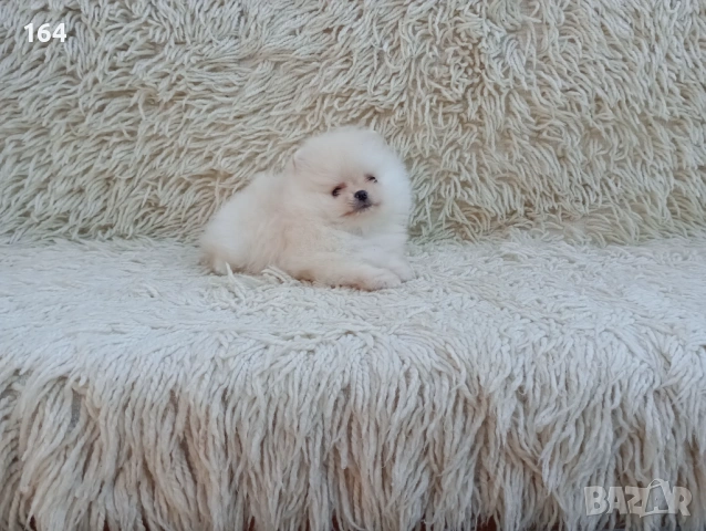 Мъжки Померан. Реални снимки от 06.04.26 г. , снимка 5 - Померан - 54121711