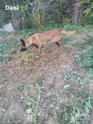 Malinova Belgiska Ovcarka, снимка 9 - Белгийска овчарка - 55553745