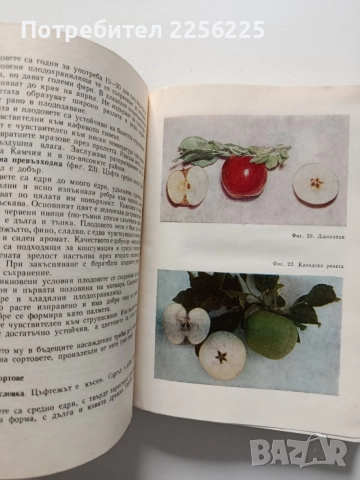 Практически наръчник на младия овощар, снимка 2 - Специализирана литература - 54763492