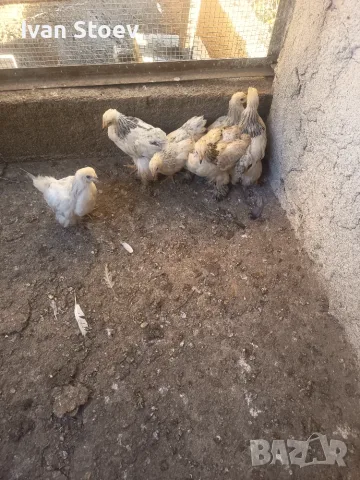 Колумбийска брама 6бр. Пилета