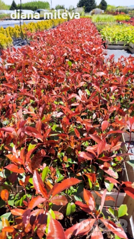 Фотиния Ред Робин, Photinia fr. Red Robin, снимка 7 - Градински цветя и растения - 49185099