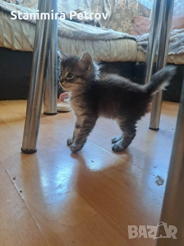 Ангорски котки