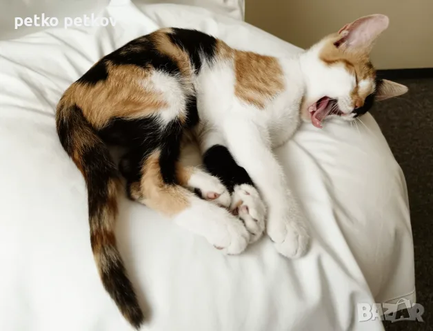 Подарявам малко котенце