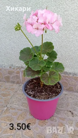 Мушкато шоколадови листа 