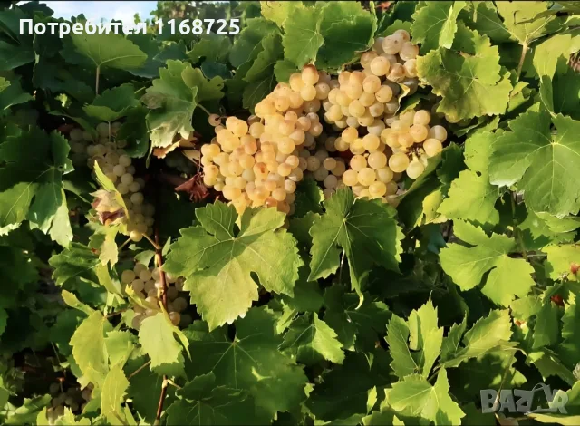 Мускат отонел грозде