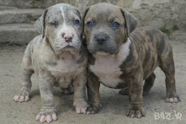 ТОП !!! Американско Були Хл American BULLY Xl ABKC, снимка 4 - Други - 55270499