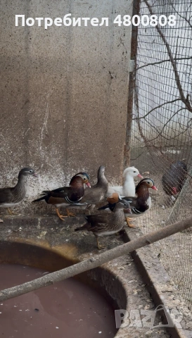 Мандаринки, снимка 6 - други­ - 54237285